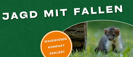 Jagd mit Fallen: Waidwissen kompakt