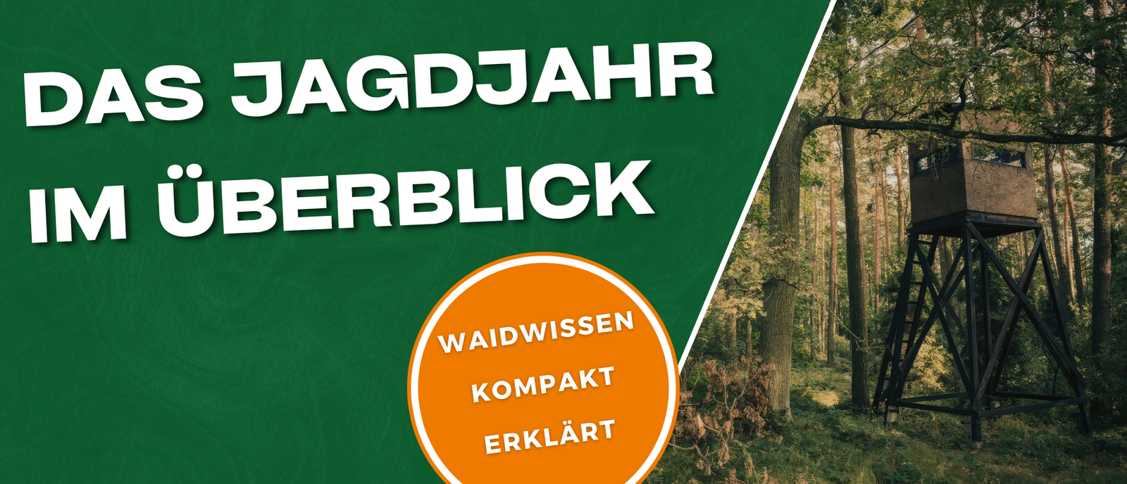 Jagdjahr im Überblick mit Wald, Revier und Jahreszeiten