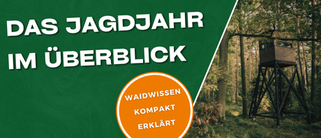 Jagdjahr im Überblick mit Wald, Revier und Jahreszeiten