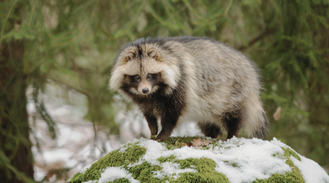 Die Ranzzeit beim Raubwild: Grundlagen, Biologie und Bejagung