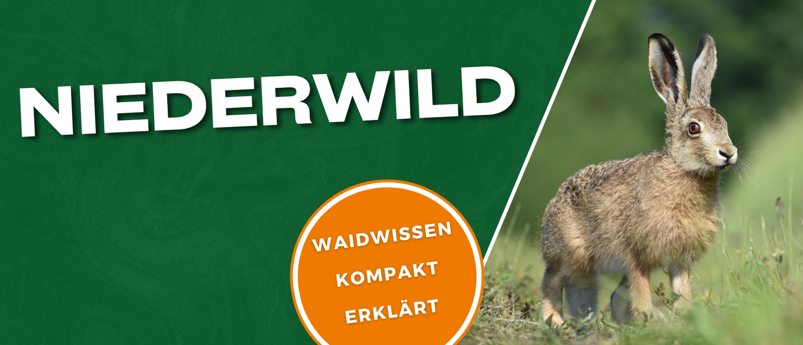 Niederwildjagd - Alles über die Jagd auf Niederwild