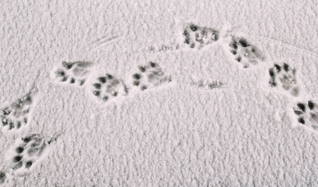 Spuren eines Wildtieres im Schnee
