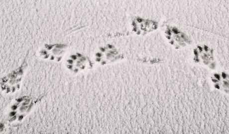 Spuren eines Wildtieres im Schnee