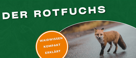 Rotfuchs Steckbrief: Biologie, Lebensraum, Nahrung und Verhalten
