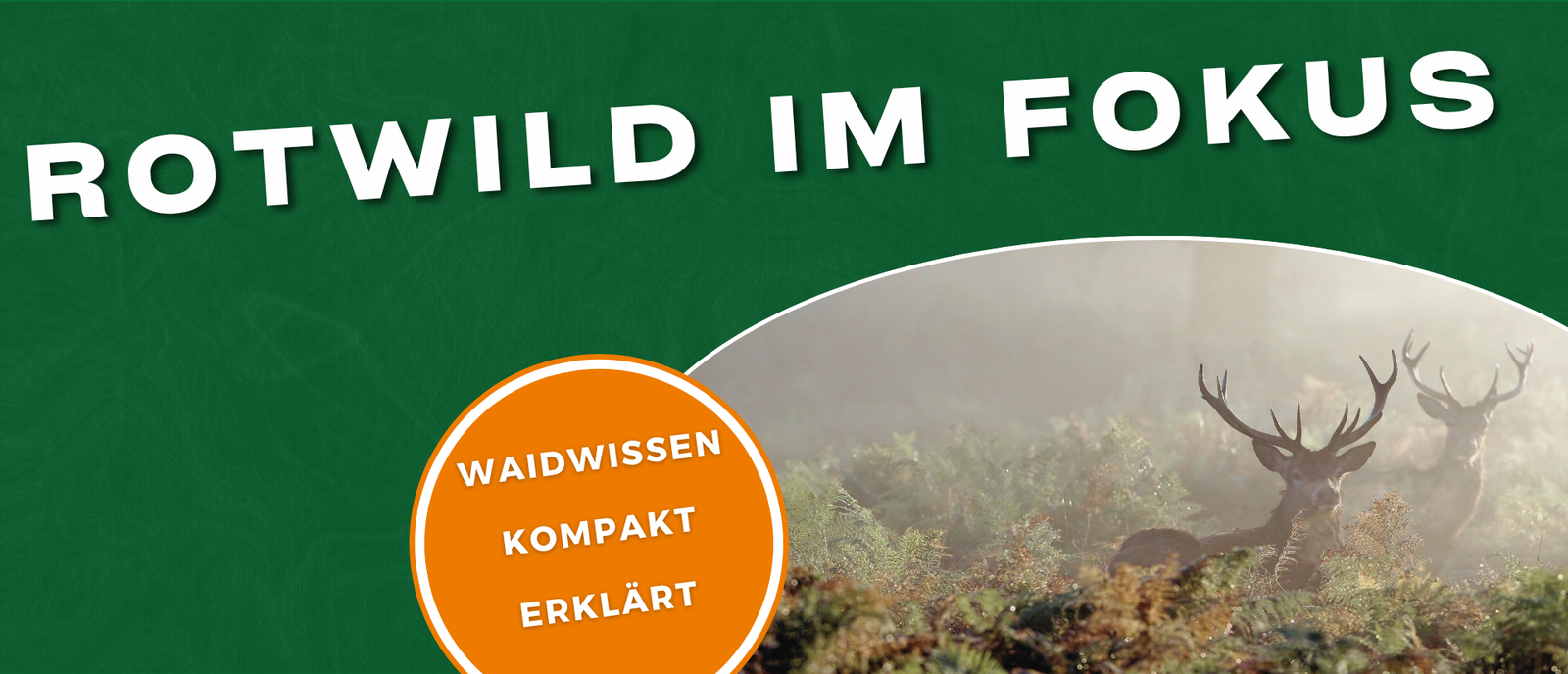Rotwild Steckbrief