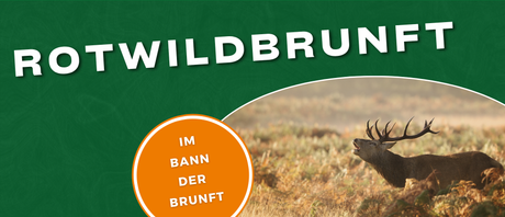 Die Rotwildbrunft – Alles über Brunftzeit und Hirschverhalten