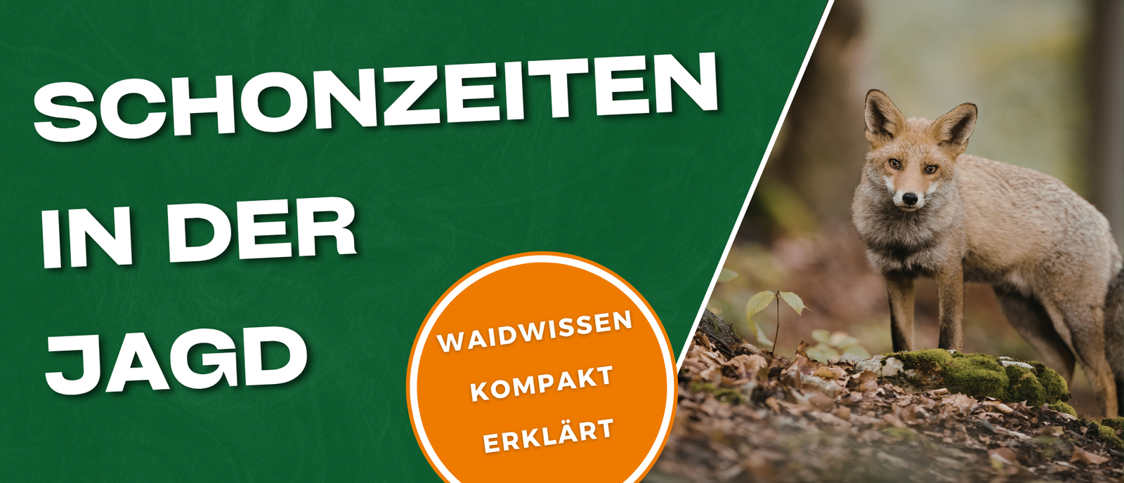 Schonzeit Jagd - Alles über die Fuchs Schonzeit, Rehwild Schonzeit und vieles mehr.