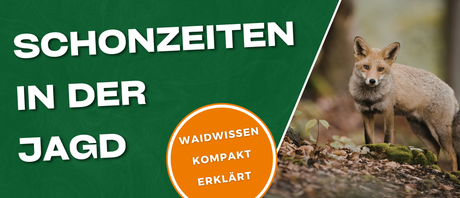 Schonzeit Jagd - Alles über die Fuchs Schonzeit, Rehwild Schonzeit und vieles mehr.