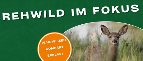 Steckbrief Rehwild: Biologie, Lebensraum und Verhalten im Jahresverlauf