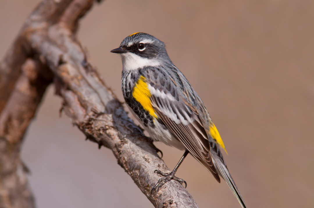 Vogelstimmen im Wald erkennen