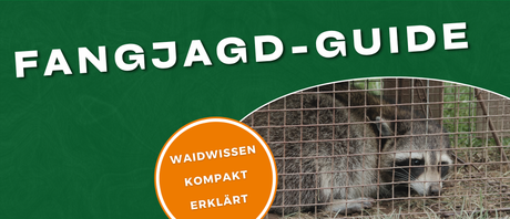 Wie stelle ich eine Lebendfalle auf? - Fangjagd-Guide