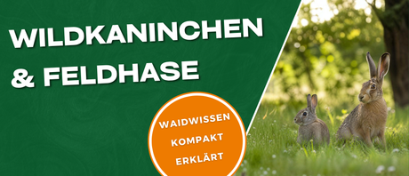 Wildkaninchen: Großer Steckbrief, Merkmale und Unterschiede