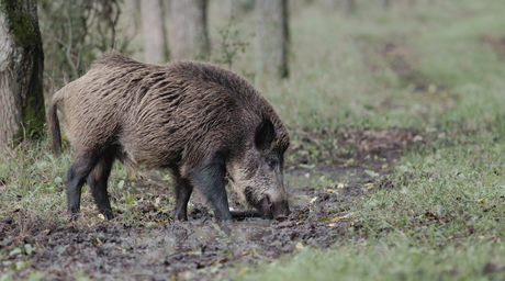 Wild als nachhaltige Ernährung: Ethik der Jagd, Jegetarier und Jeganer im Fokus