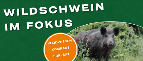 Wildschwein Steckbrief: Biologie, Lebensraum, Fährtenkunde und Jagdpraxis