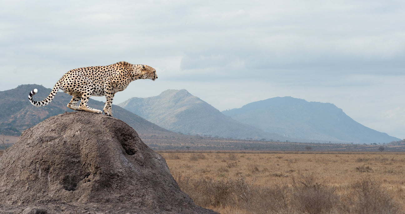 Afrika Buch – Bücher über Afrika, Safari, Serengeti, Tiere Südafrikas, Jagd in Afrika, afrikanische Literatur Klassiker und Abenteuer.