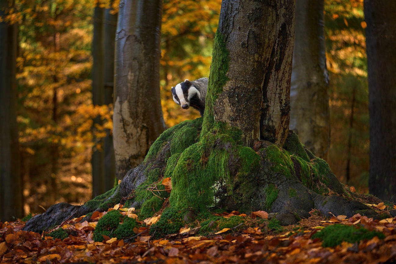 Wandkalender mit eindrucksvollen Natur- und Wildtiermotiven für Jäger und Naturfreunde