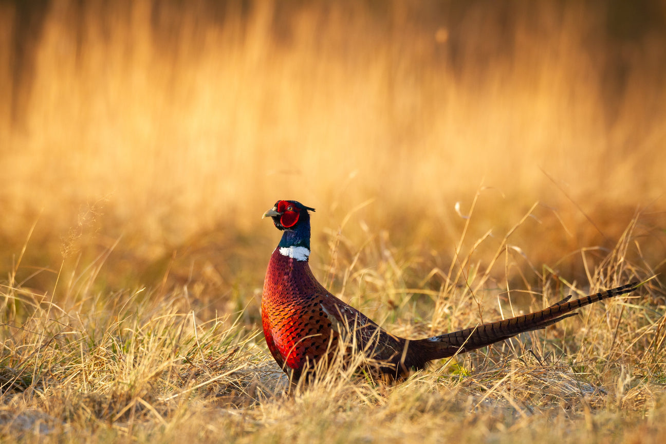 Bücher zur Federwild Jagd – Wildvögel in Deutschland bestimmen, Vogelfedern bestimmen mit Bildern von Vogelfedern, Entenjagd, Birkwild und Schusszeichen Federwild