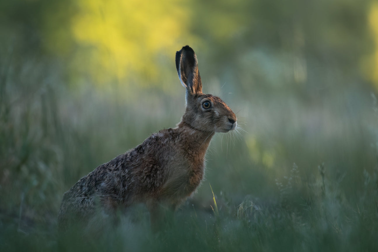 Ein Feldhase in weiter Feldlandschaft – klassisches Niederwild und häufiges Thema jagdlicher Fachliteratur