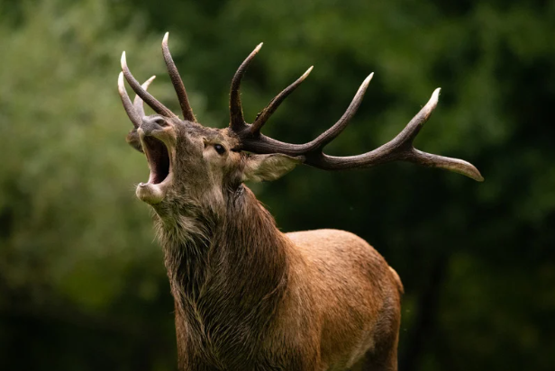 Schalenwild in Deutschland – Reh-, Dam- und Rotwild