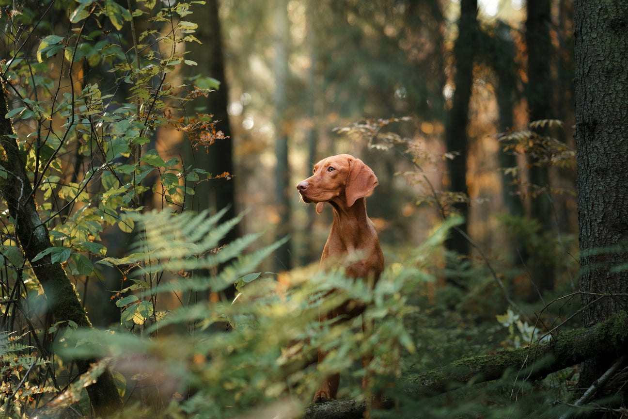 Ungarisch Vizsla im Herbstwald