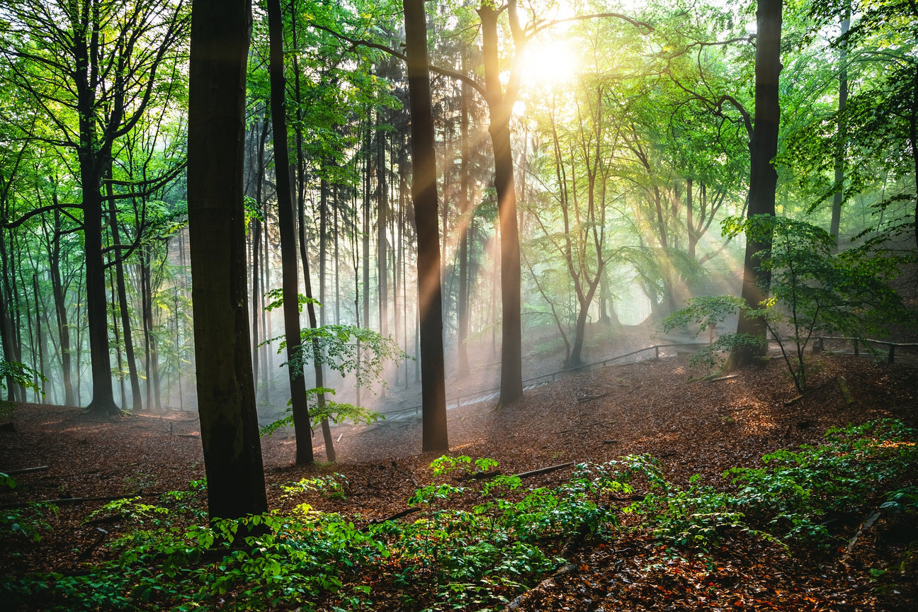 Naturbücher | Bücher über Bäume und Wald