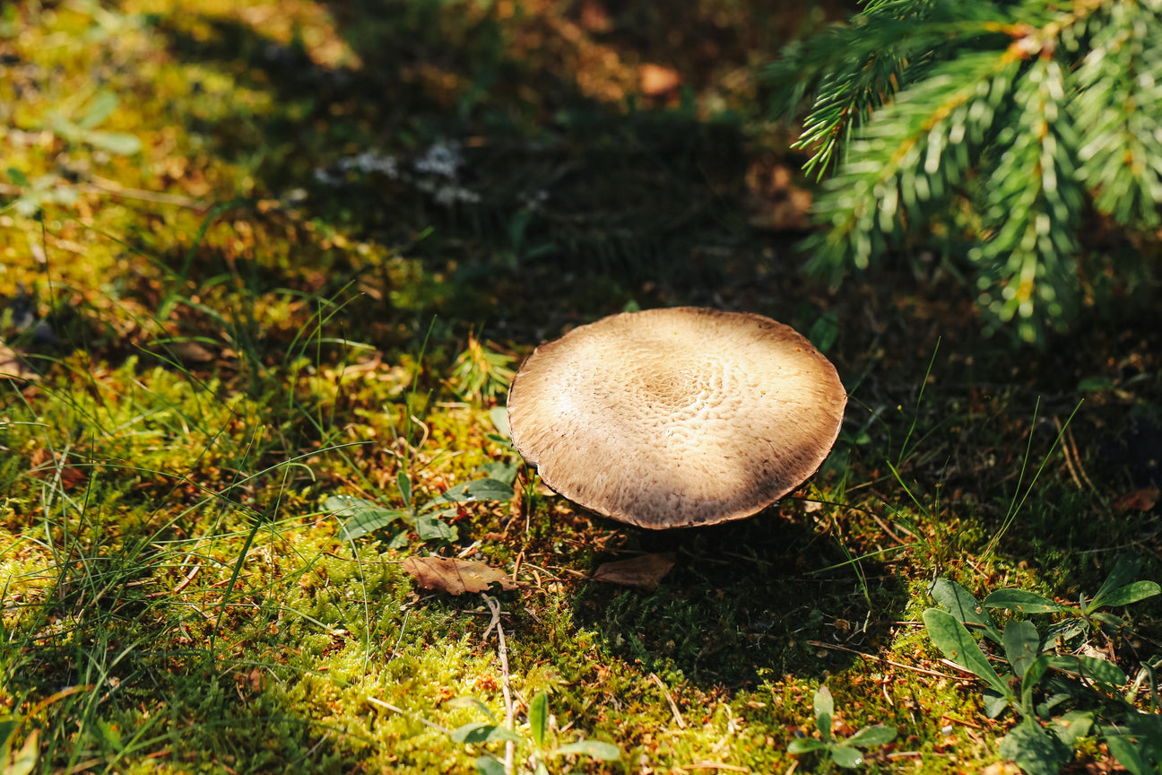 Pilzführer Bücher zur sicheren Pilzbestimmung im Wald für Einsteiger und Profis
