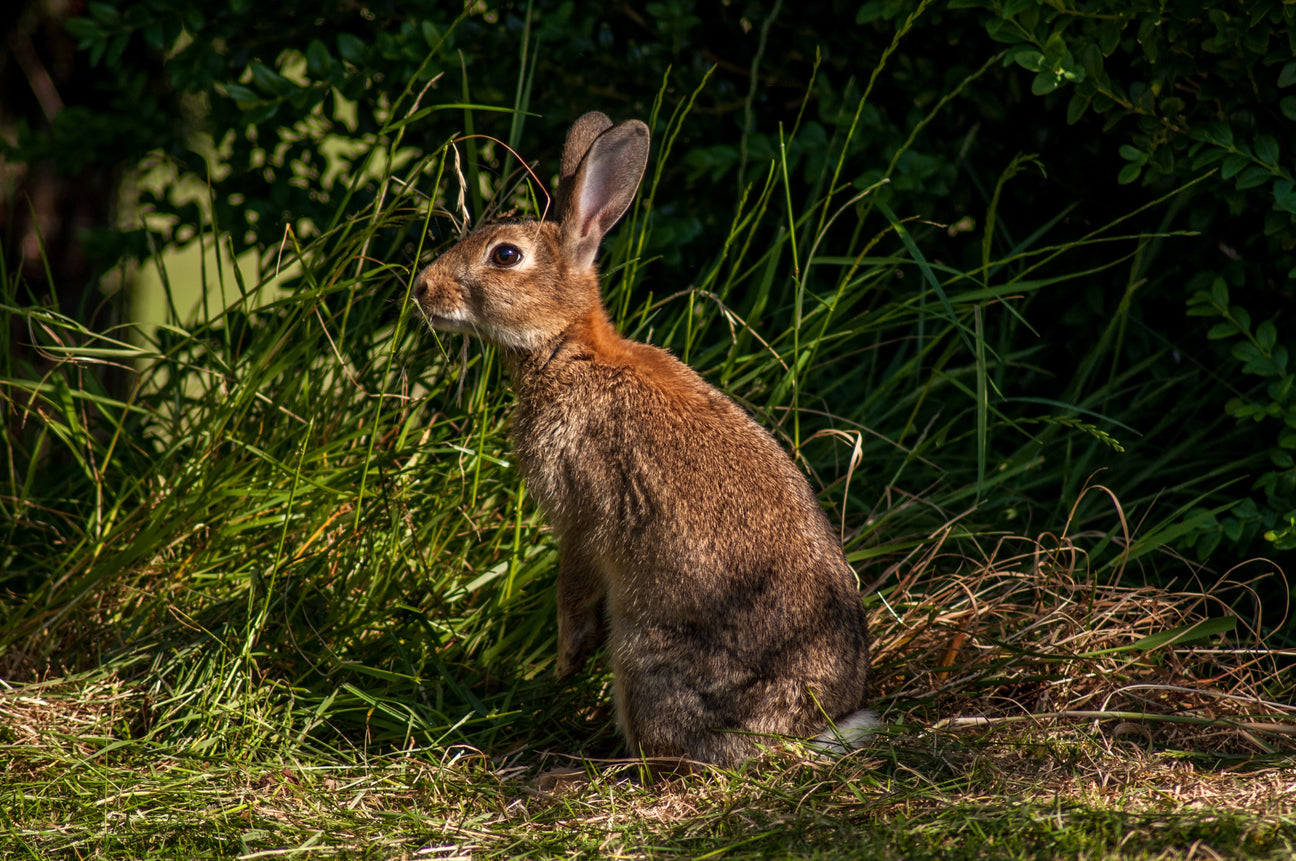 Besondere Ostergeschenke – kreative Geschenkideen für Jäger, Naturfreunde und Buchliebhaber