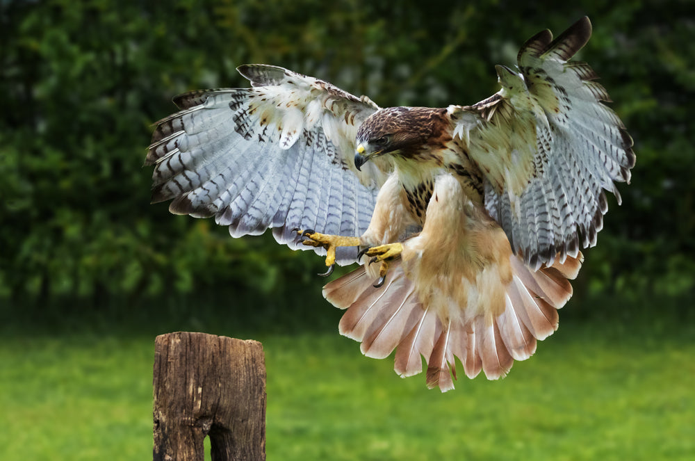 Bücher über Falknerei & Ornithologie für Falkner, Naturfreunde & Vogelliebhaber.