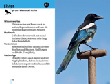 Alle Vögel sind schon da - Elster