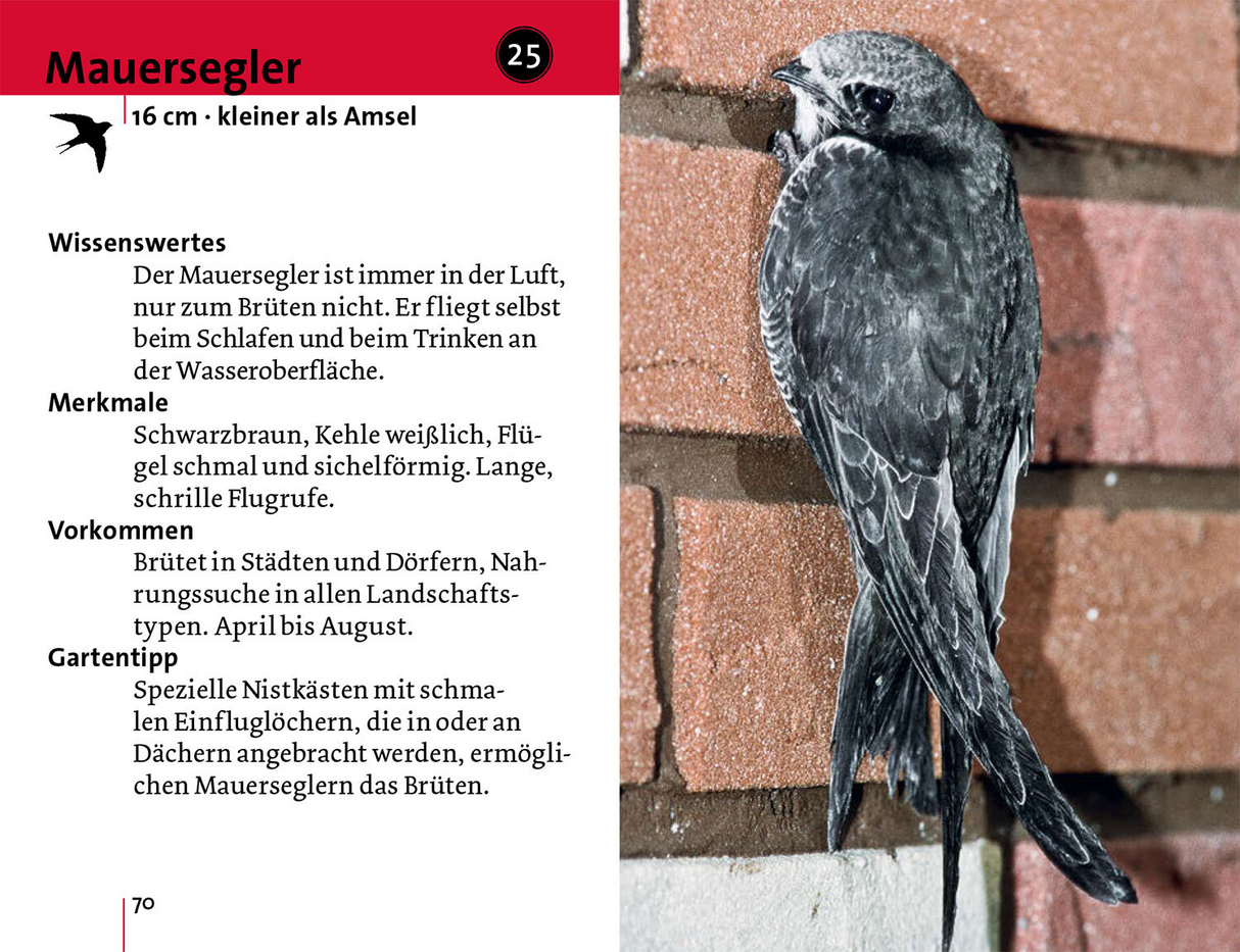 Alle Vögel sind schon da - Mauersegler