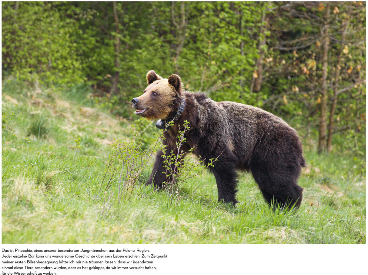 Botschafter des Waldes 
