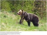 Botschafter des Waldes 