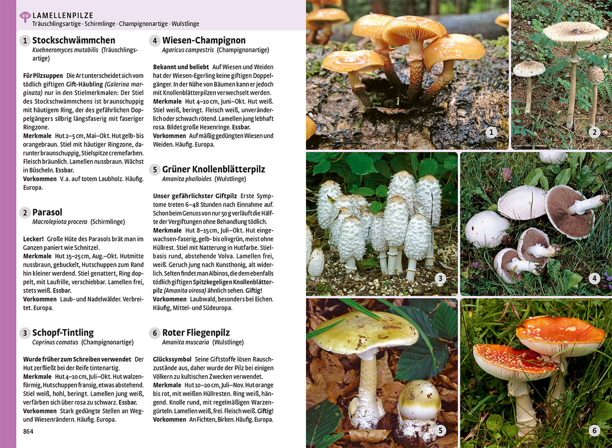 Kosmos Naturfuehrer Pilze