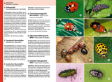Kosmos Naturfuehrer Insekten