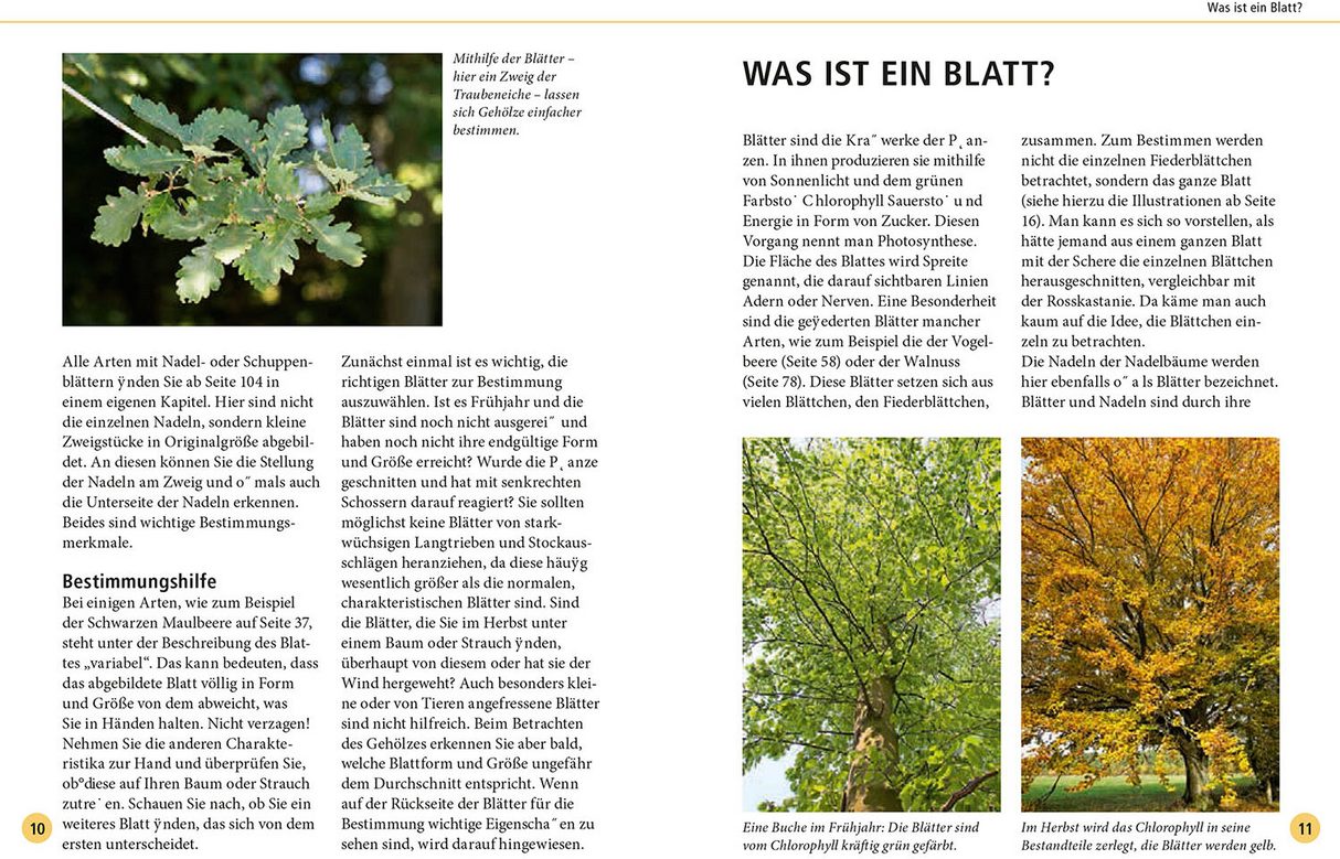 Bäume am Blatt erkennen - Bestimmungsbuch