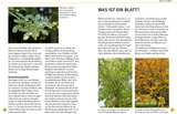 Bäume am Blatt erkennen - Bestimmungsbuch