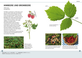 Bäume am Blatt erkennen - Himbeere und Brombeere