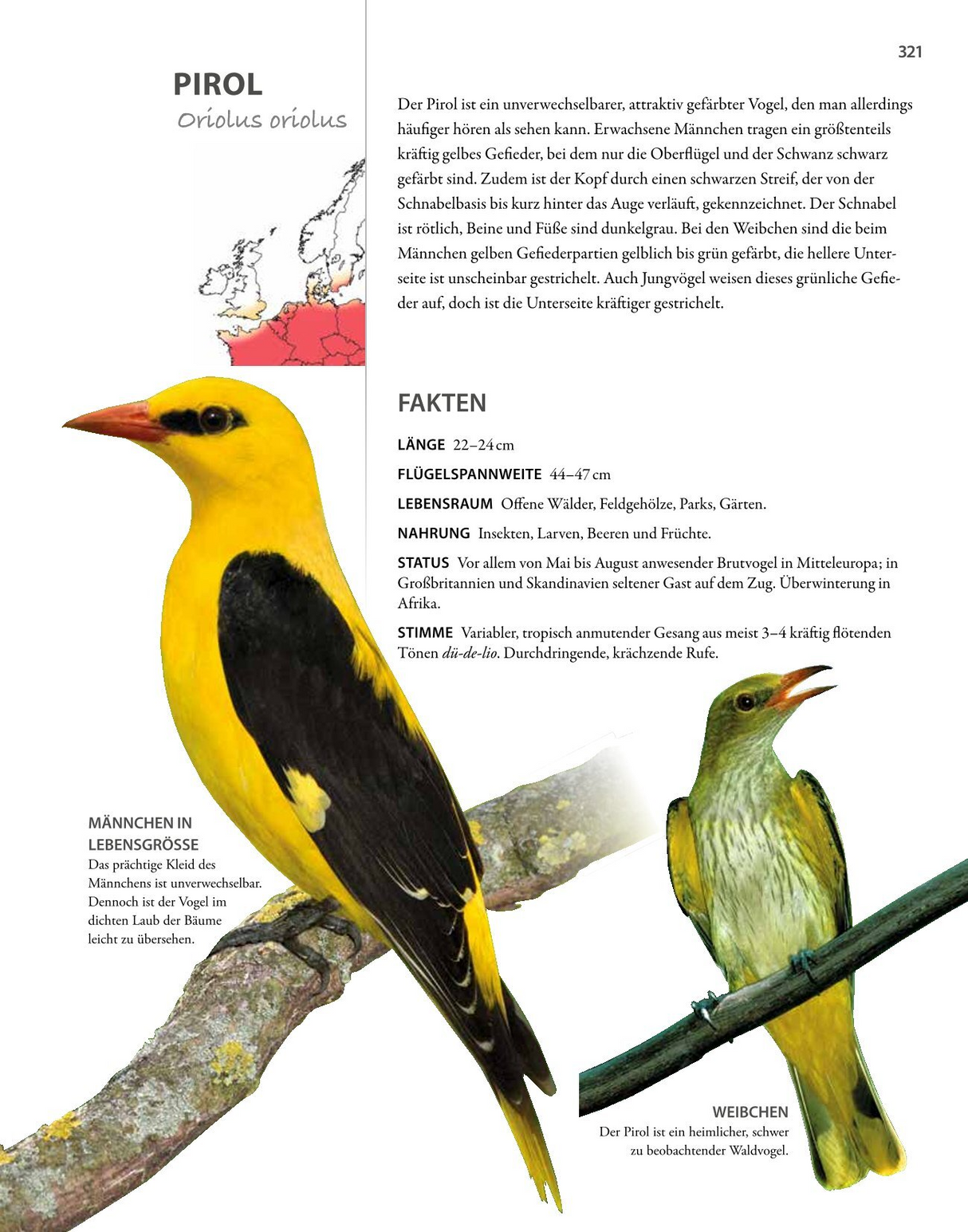 Pirol Vogel Steckbrief