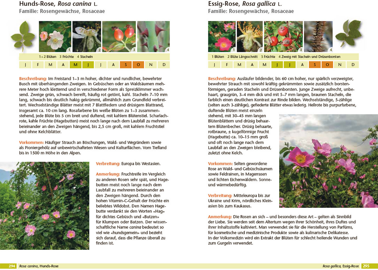 Bäume bestimmen - Knospen, Blüten, Blätter, Früchte - Innenansicht 1