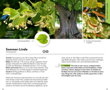 BASIC Bäume - Sommer-Linde