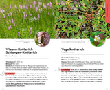 BASIC Blumen - 5 Blütenblätter