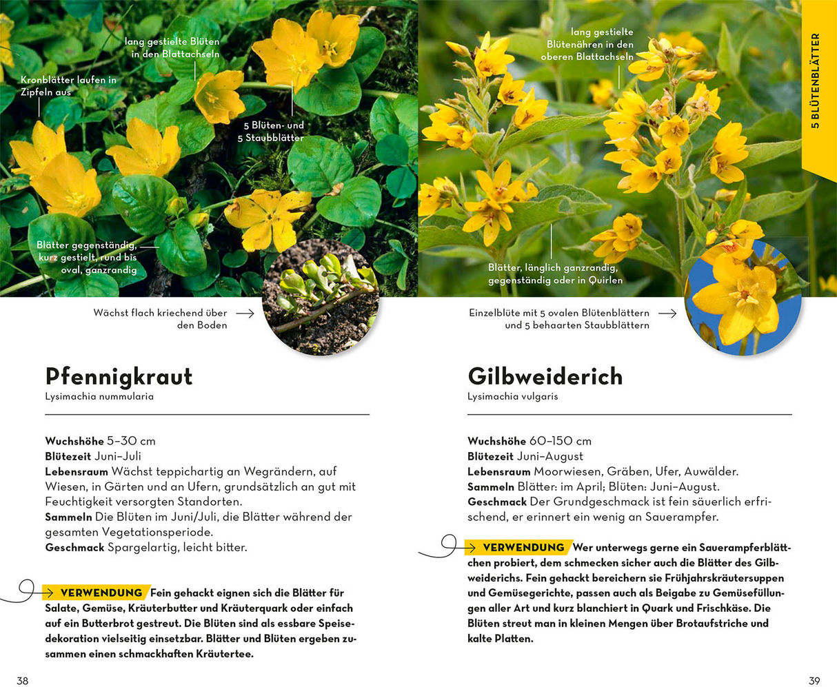 Basic Früchte und Wildkräuter - 5 Blütenblätter
