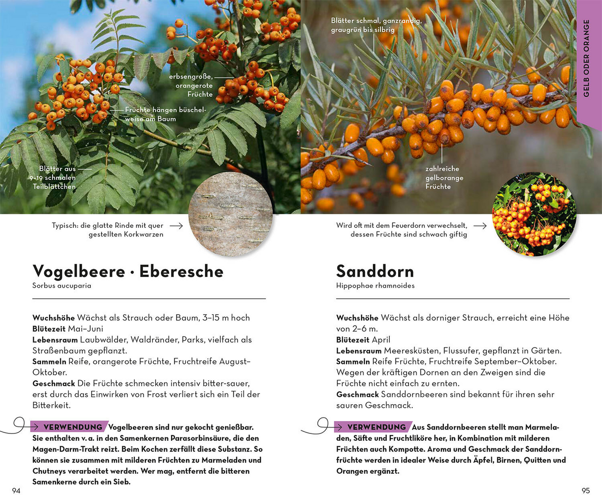 Basic Früchte und Wildkräuter - Gelb oder Orange