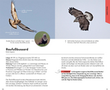 Basic Greifvögel und Eulen - Raufußbussard