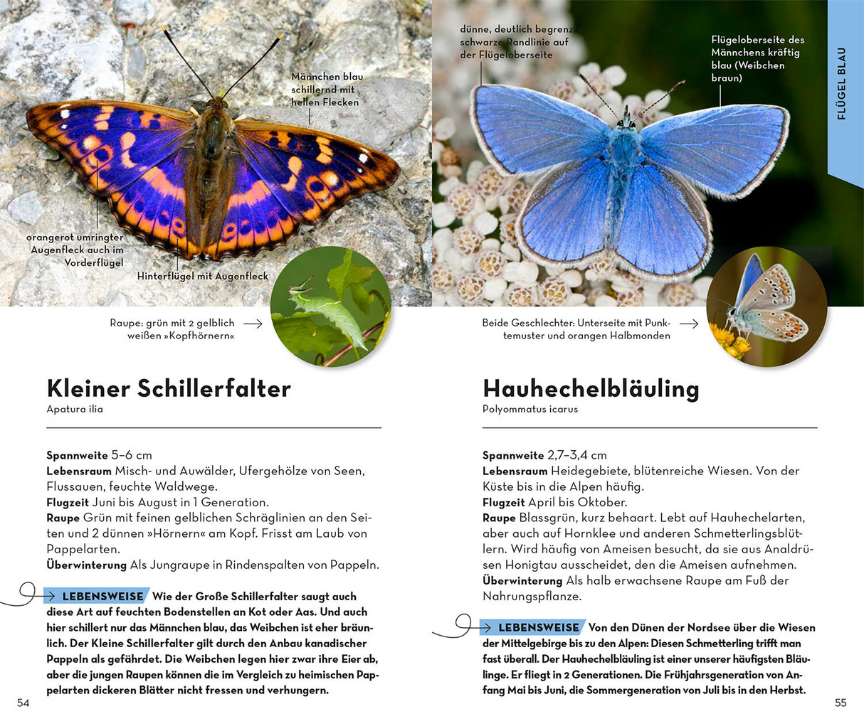 Basic Schmetterlinge - Flügel Blau