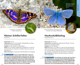 Basic Schmetterlinge - Flügel Blau