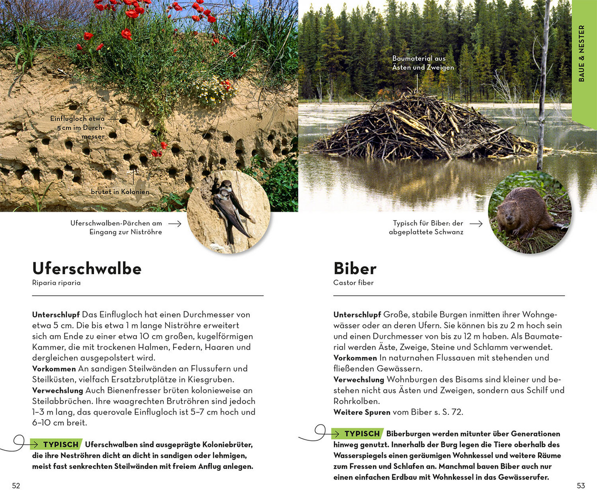 Basic Tierspuren - Baue und Nester