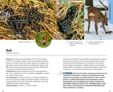 Basic Tierspuren - Losungen und Gewölle