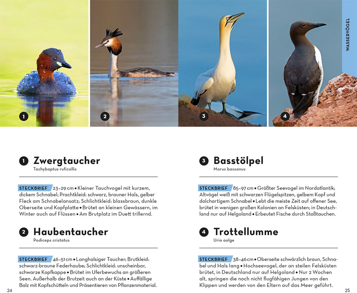 BASIC Vögel - Wasserögel