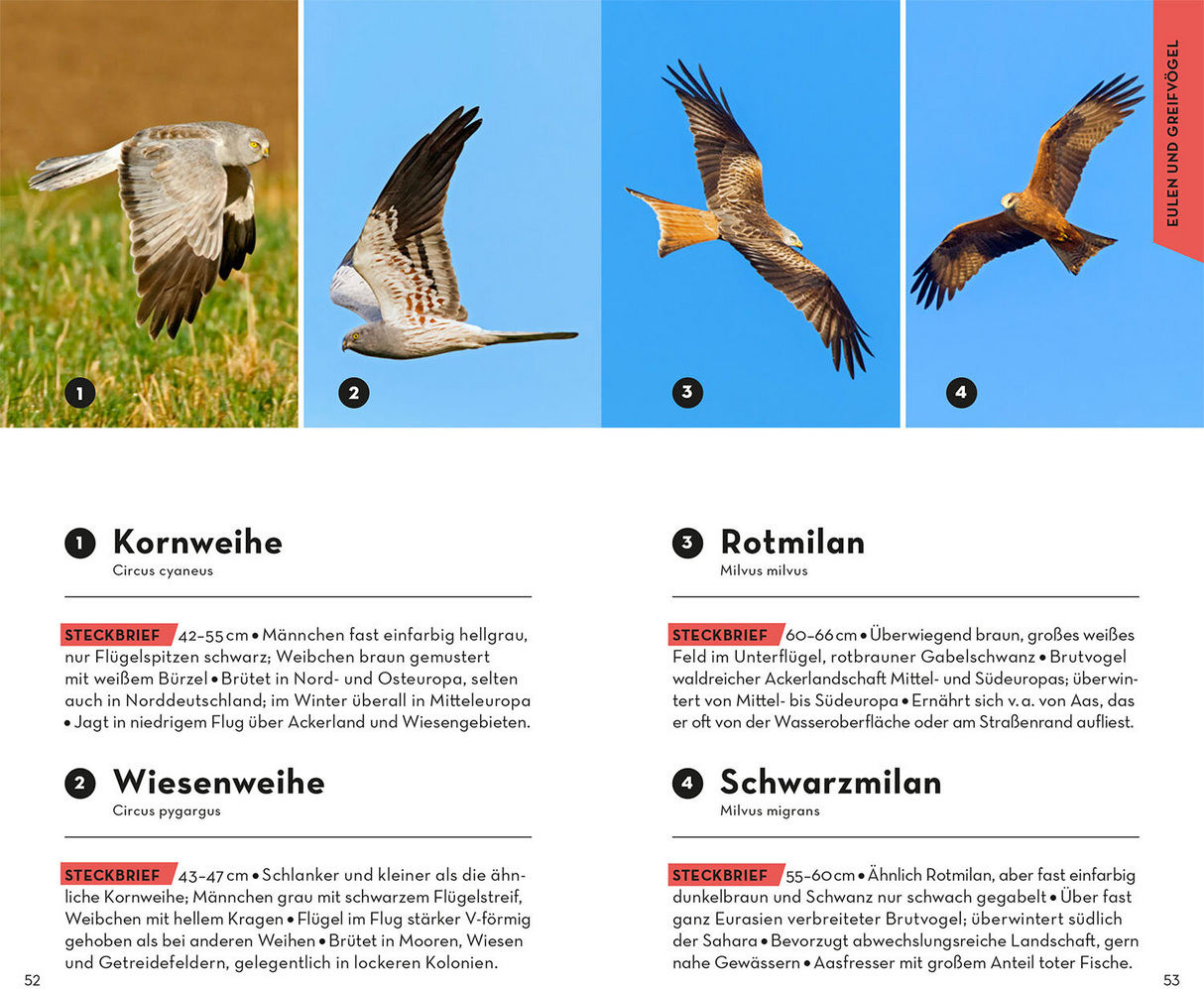BASIC Vögel - Eulen und Greifvögel